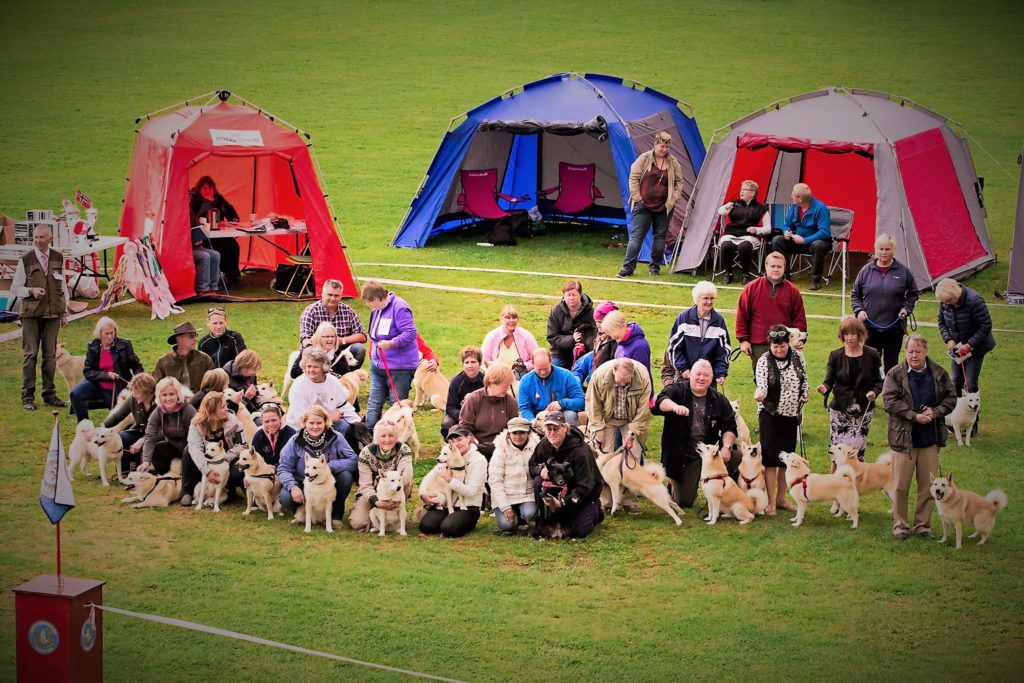 Rasespesial Norsk buhund